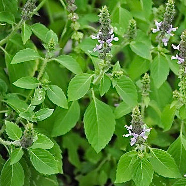 Tulsi Temperate