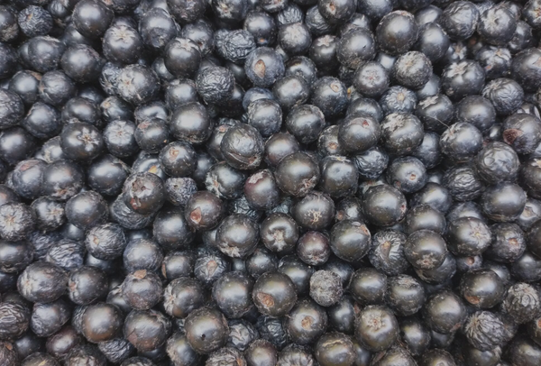 Aronia Berry