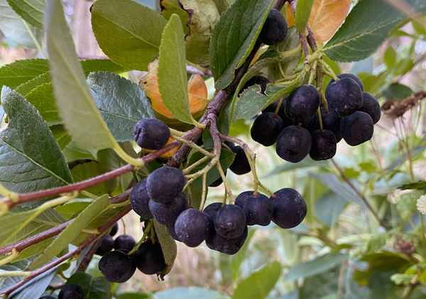 Aronia Berry