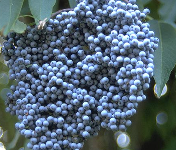 Elderberry, Blue