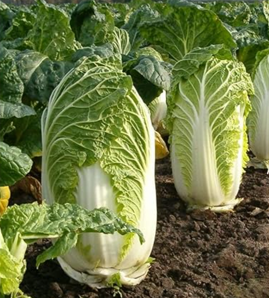 Kyoto No. 3 chinese cabbage