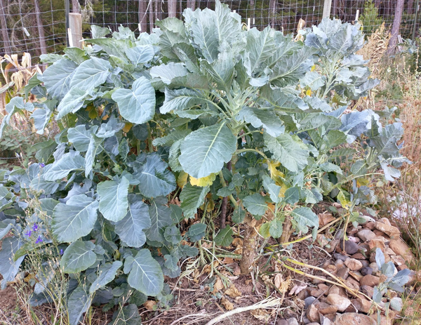 Perennial Kale, Homesteader's Kaleidoscope Grex