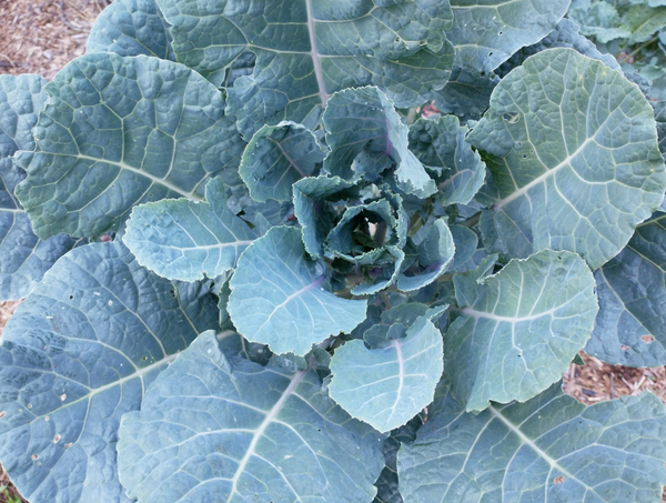 Perennial Kale, Homesteader's Kaleidoscope Grex