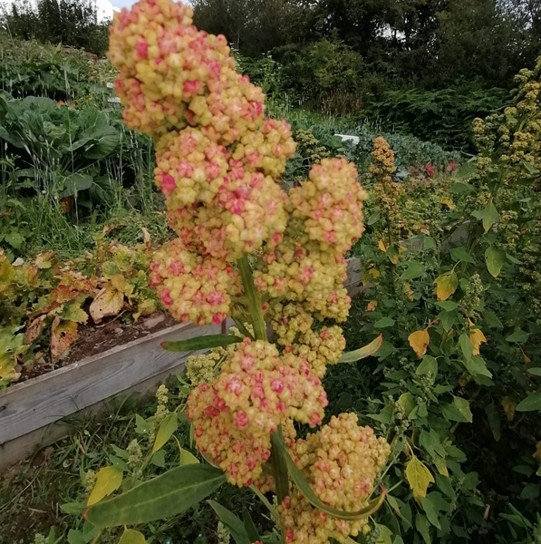 Red Faro Quinoa