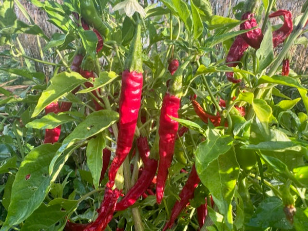 Red Rocket Cayenne