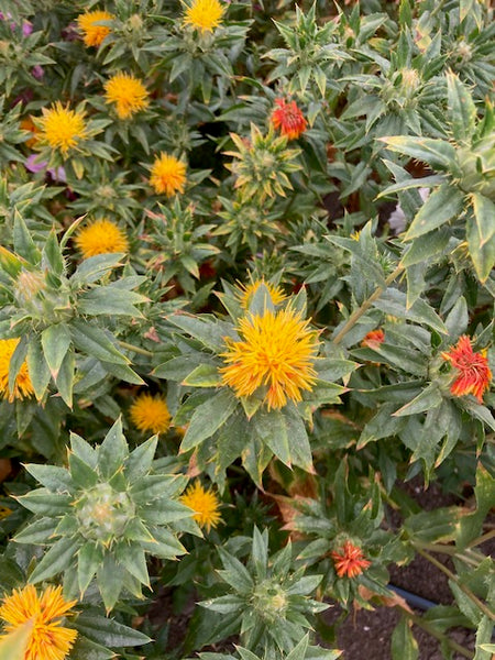 Safflower characteristics and uses