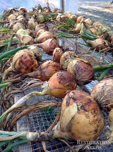 Ailsa Craig onion image####