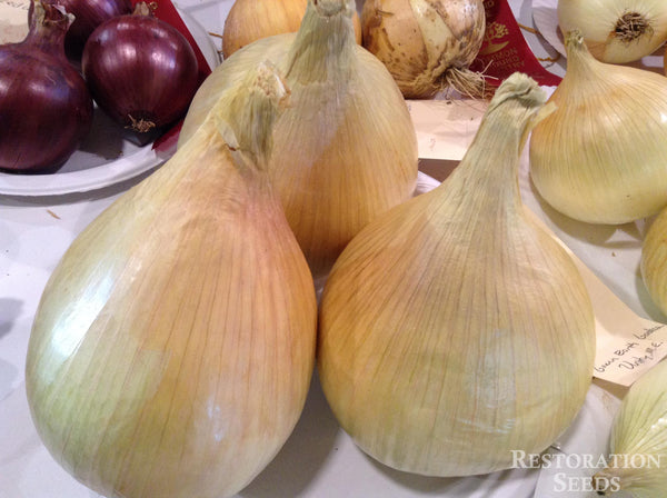 Ailsa Craig onion image####