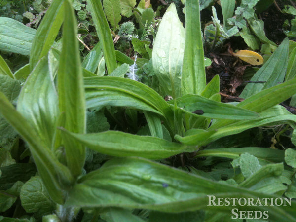 arnica chamissonis image####