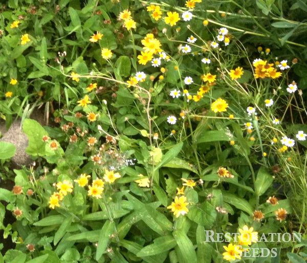 arnica chamissonis image####