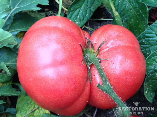 Burpee's Dwarf Giant tomato, Organic