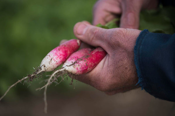 D'Avignon radish image####