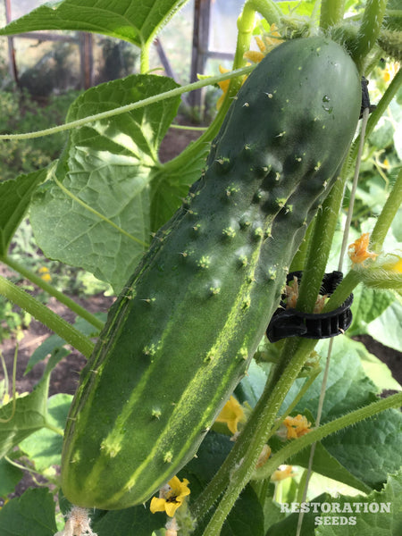 Early Fortune Cucumber Seeds