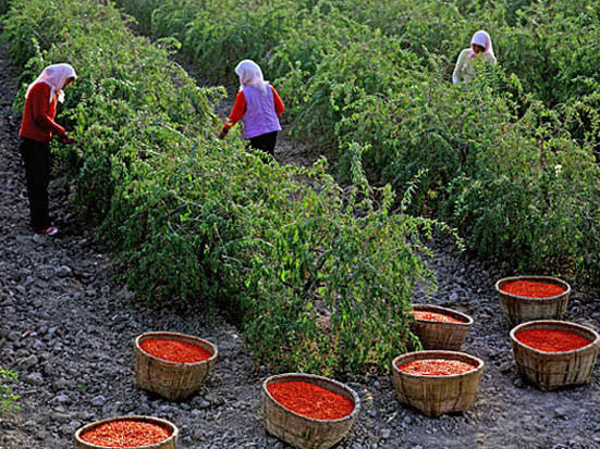 goji berry image####