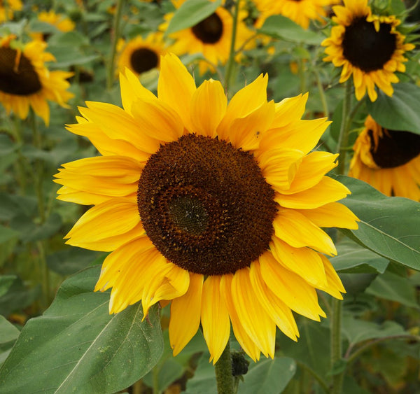 https://www.restorationseeds.com/cdn/shop/products/Hopi-Sunflower-2-1170x1097_grande.jpg?v=1646637792