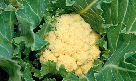 Nine Star Perennial Broccoli