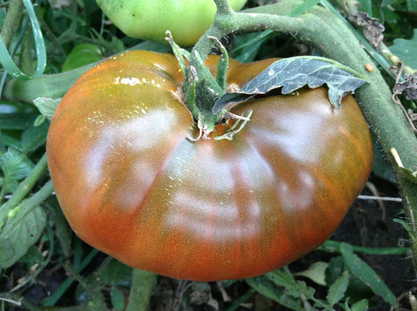 Paul Robeson tomato image####