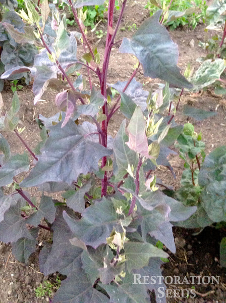 Purple Pointed orach image####