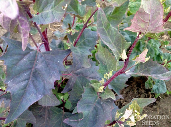 Purple Pointed orach image####