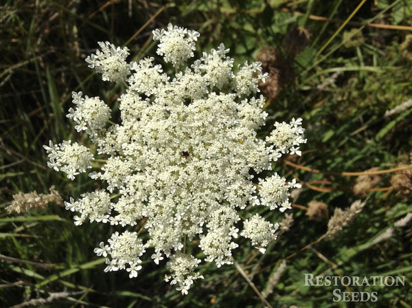 Queen Anne's Lace Herb: Information About Daucus Carota Queen