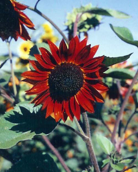 Red Sun sunflower image####