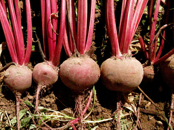 Shiraz Tall Top beet image####