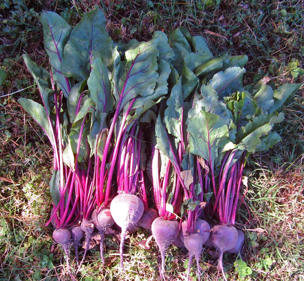 Shiraz Tall Top beet image####