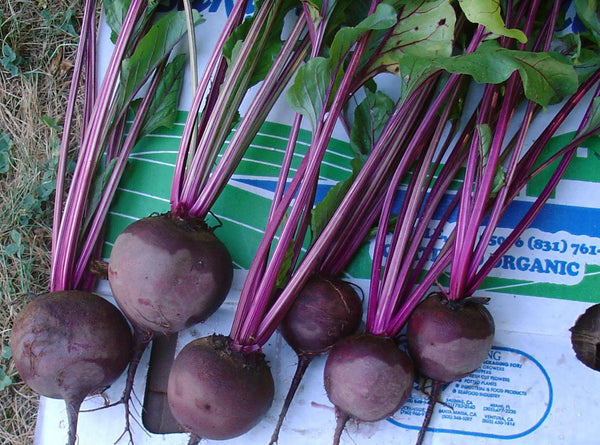 Shiraz Tall Top beet image####