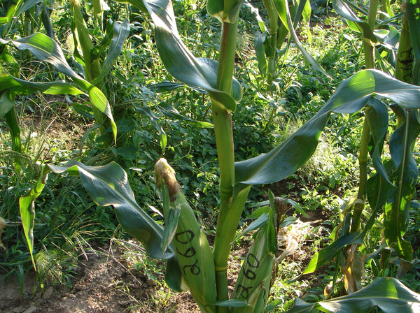 Top Hat corn, sweet image####