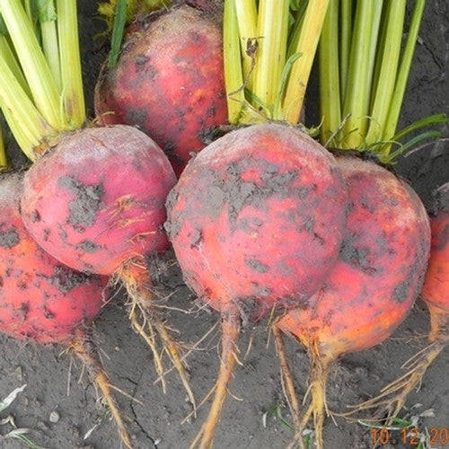 Touchstone Gold beet image####