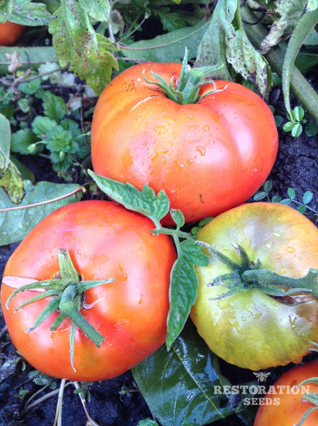 Tomato (Slicer): Flower Top (25 seeds)