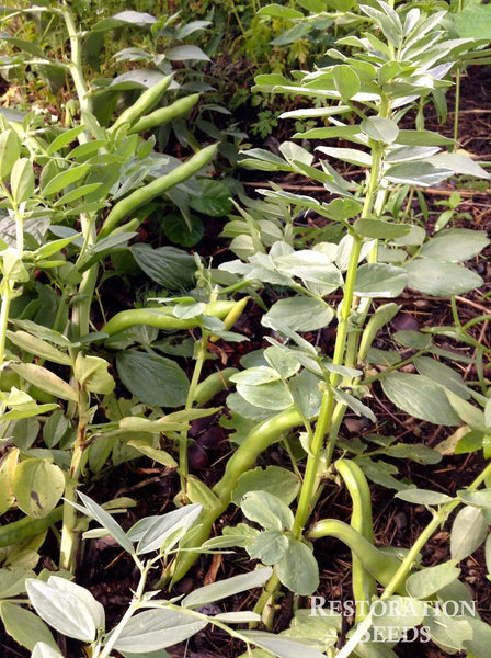 Windsor fava bean image####