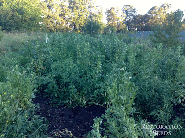 Windsor fava bean image####