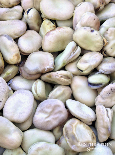 Windsor fava bean image####