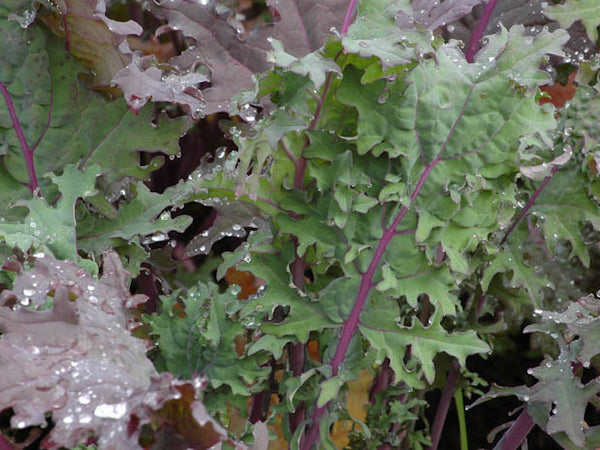 Winter Red siberian kale image####