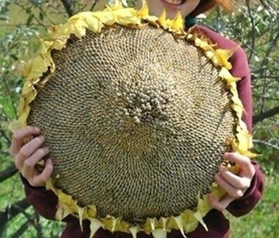 Mongolian sunflower