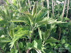 Plant of the Month: Stinging Nettle – Raven Crest Botanicals